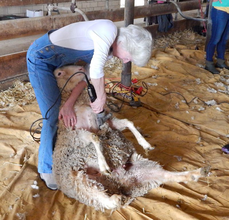 Hemphill-Shearing-2.jpg